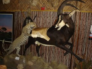 Leopard attacking Sable Antelope at Fort Lauderdale catering hall benefit auction venue